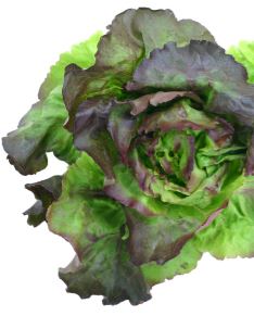 Lettuce - Marveille Four Seasons Organic (Seeds)