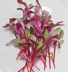 Beet Microgreen Sprouts - 50 gm