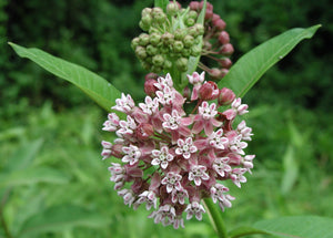 Milkweed (Common) (Seeds)