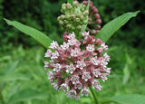 Milkweed (Common) (Seeds)