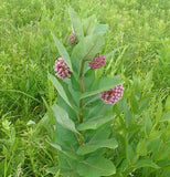 Milkweed (Common) (Seeds)