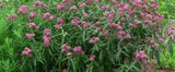 Milkweed - Red Swamp (Seeds)