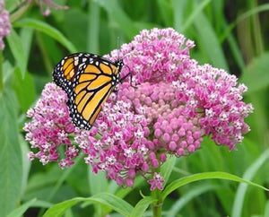 Milkweed - Red Swamp (Seeds)