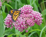 Milkweed - Red Swamp (Seeds)