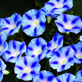 Morning Glory - Dacappo Light Blue (Seeds)