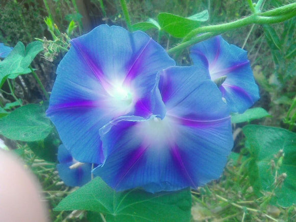 Morning Glory - Dacappo Light Blue (Seeds)