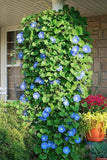 Morning Glory - Heavenly Blue (Seeds)