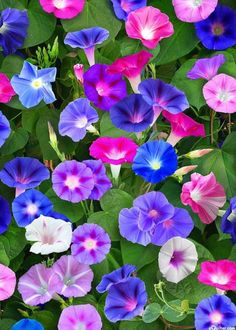 Morning Glory - Mixed Colours (Seeds)