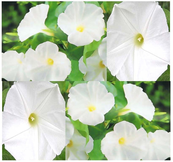 Morning Glory - Pearly Gates (Seeds)