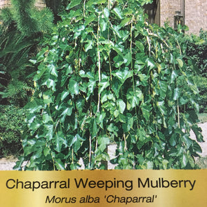 Weeping Mulberry - Fruitless Standard
