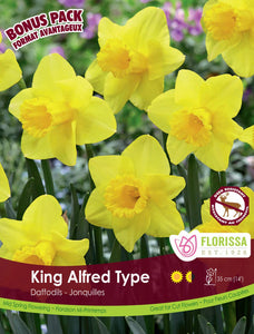 Narcussus Bulbs - Yellow King Alfred