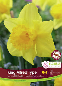 Narcissus Bulbs - King Alfred