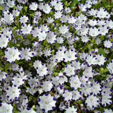 Nemophila - Five Spot (Seeds)