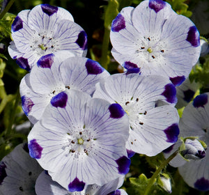 Nemophila - Five Spot (Seeds)