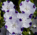 Nemophila - Five Spot (Seeds)