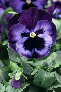 Pansy - Neon Violet 4.5"