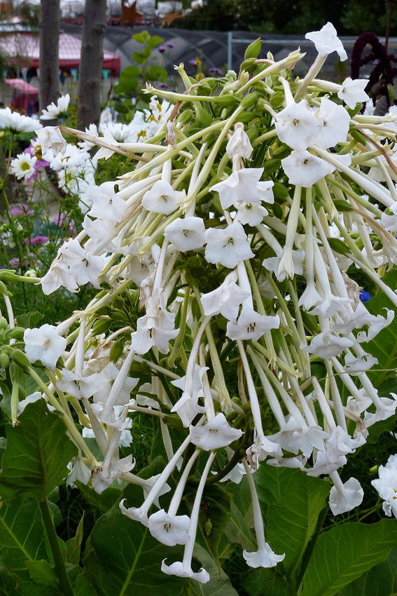 Nicotiana - Only the Lonely (Seeds)