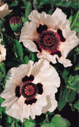 Oriental Poppy - Checkers (Seeds)