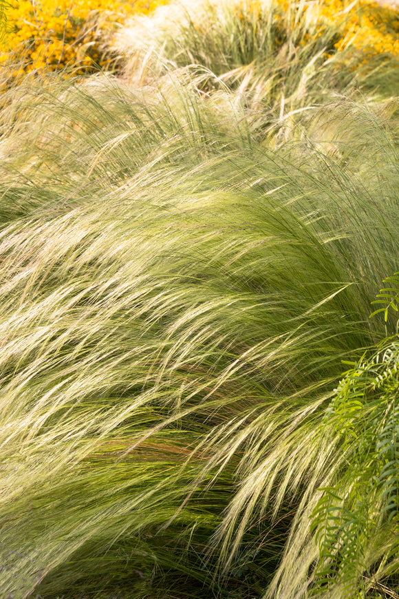 Ornamental Grass - Angel's Hair (Seeds)