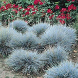 Ornamental Grass - Blue Fescue (Seeds)
