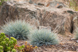 Ornamental Grass - Blue Fescue (Seeds)