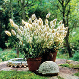 Ornamental Grass - Bunny Tails (Seeds)