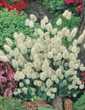 Ornamental Grass - Bunny Tails (Seeds)