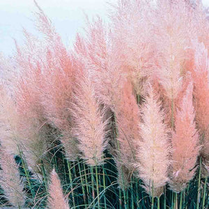 Ornamental Grass - Pampas Plume Pink (Seeds)