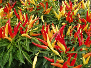 Ornamental Pepper - Chilly Chilly 4.5"