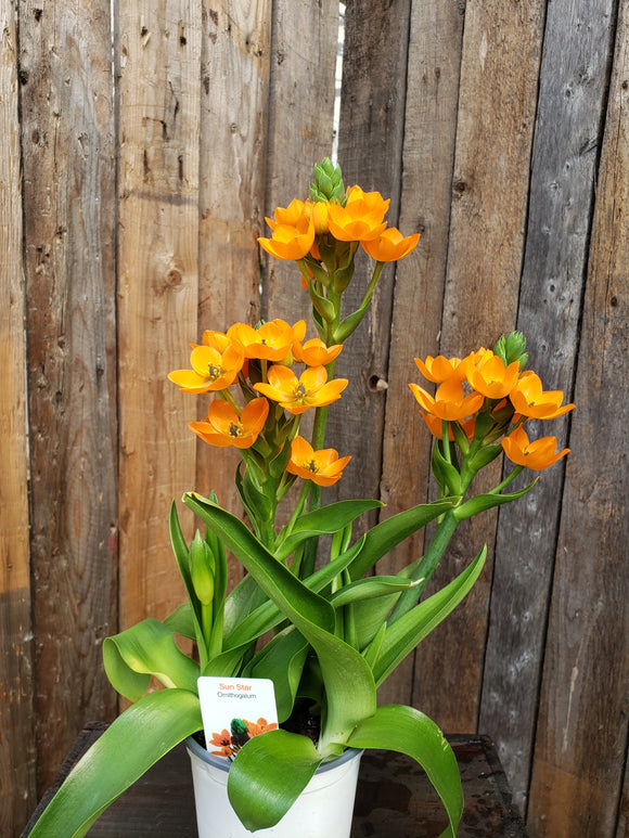 sun star plant indoor or outdoor Ornithogalum (Sun Star)