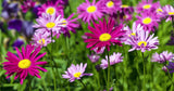 Painted Daisy - Pyrethrum (Seeds)