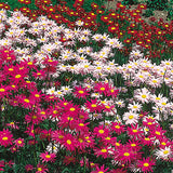 Painted Daisy - Pyrethrum (Seeds)