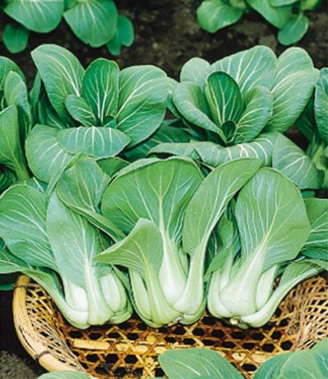 Cabbage - Pak Choi Mei Qing Choi Hybrid (Chinese Cabbage) (Seeds)
