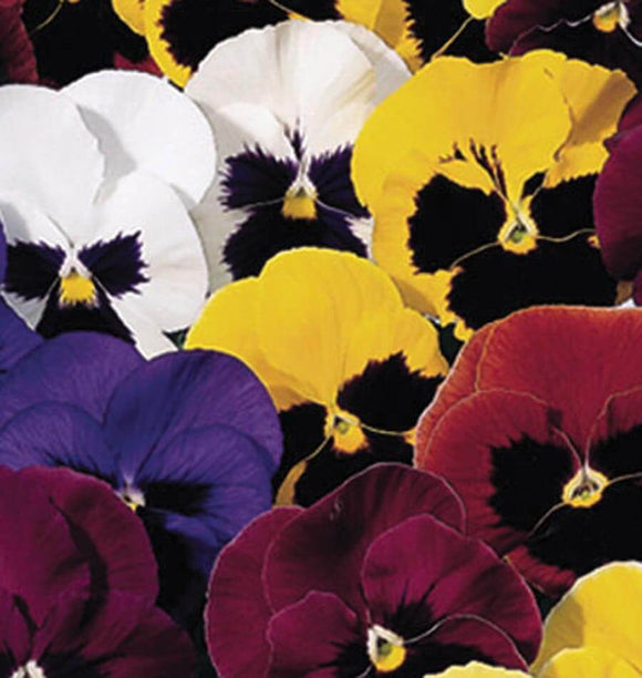 Pansy - Super Swiss Giants Mixed (Seeds)