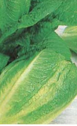 Lettuce - Paris Island Romaine/Cos Organic (Seeds)