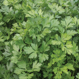 Parsley - Giant of Italy (Seeds)