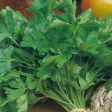 Parsley - Giant of Italy (Seeds)
