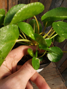 Pilea Peperomioides (Pass It On Plant/Friendship Plant)