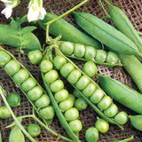 Pea - Little Marvel (Seeds)