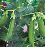Pea - Little Marvel JUMBO PACK (Seeds)