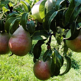 Pear Tree - Anjou