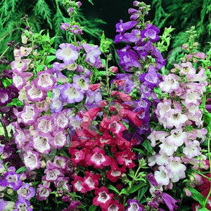 Penstemon - Sensation Mixed Colours (Seeds)