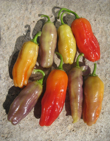 Pepper - Aroma Chili (Hot Pepper) (Seeds)
