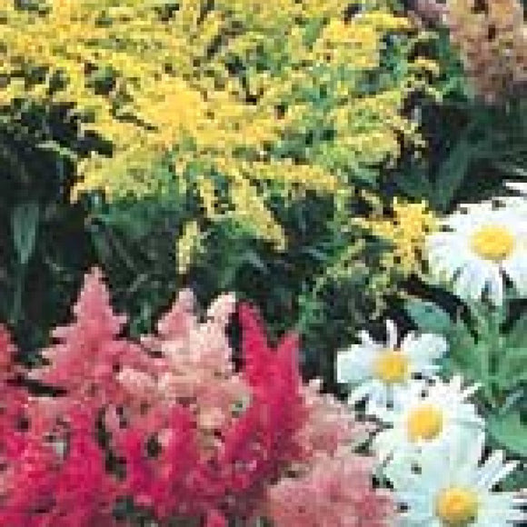 Perennial Garden - Perennials and Biennials Wildflower Mixture (Seeds)