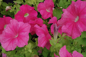 Petunia - Cascade Pink (Seeds)