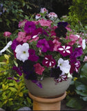 Petunia - Dwarf Bedding Mix (Seeds)