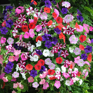 Petunia - Dwarf Bedding Mix (Seeds)