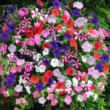 Petunia - Dwarf Bedding Mix (Seeds)