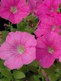 Petunia - Wave Pink (Seeds)