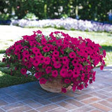 Petunia - Wave Purple (Seeds)